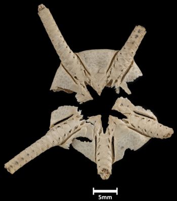Media type: image;   Invertebrate Zoology OPH-641 Description: Bottom up view of single ophiuroid specimen with a scale bar.;  Aspect: ventral